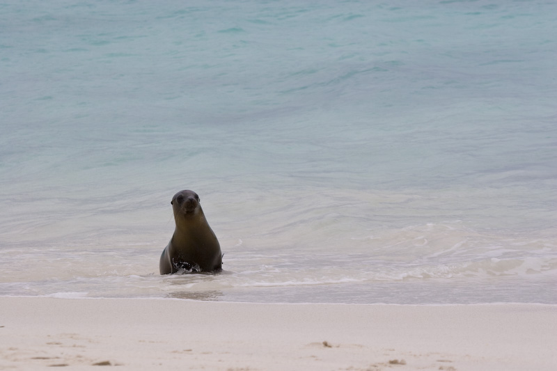 Galápagos Sealion In Surf